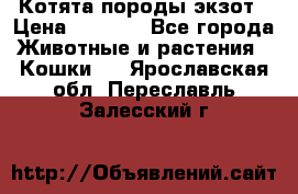 Котята породы экзот › Цена ­ 7 000 - Все города Животные и растения » Кошки   . Ярославская обл.,Переславль-Залесский г.